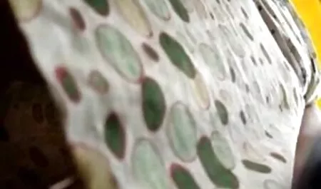 אחד נתן את התחת, השני סרטוני פורנו לצפייה ישירה נשאב